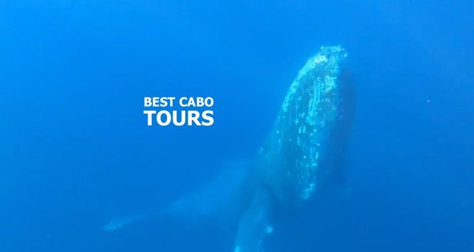Cabo Whale Watching dive encounter