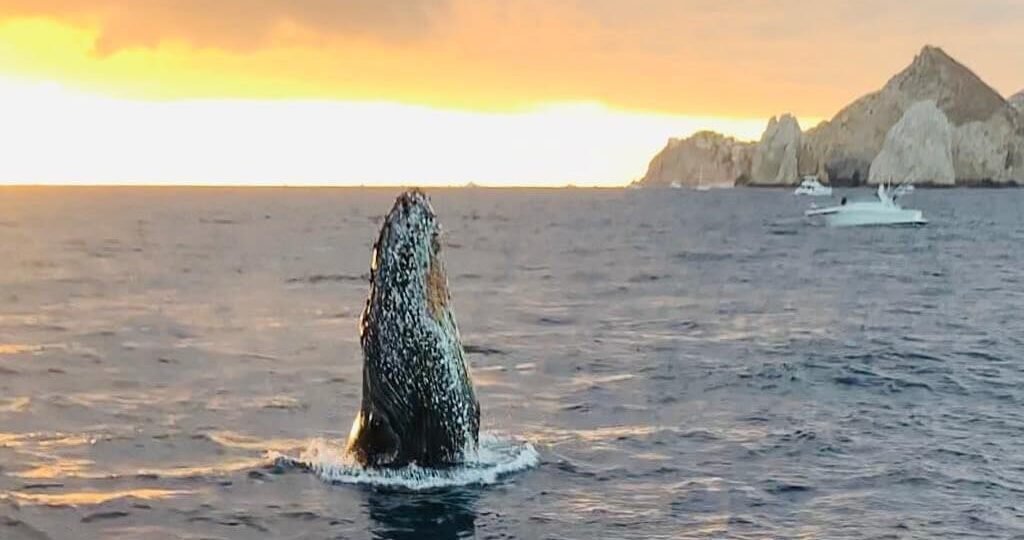 Whale Watching Tours in Cabo San Lucas